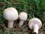 Agaricus arvensis - Fungi Species | sokos jishebi | სოკოს ჯიშები